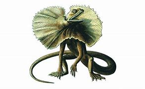 Image result for Australian Lizard Jesus