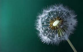 Image result for Aesthetic Dandelion Desktop Wallpaper