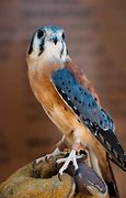 Image result for Kestrel Falcon Hawk