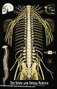 Image result for Vertebral Column and Spinal Nerves