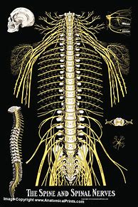 Image result for Spinal Nerves List