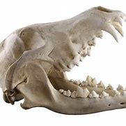 Image result for Wolf Ears and Teeth