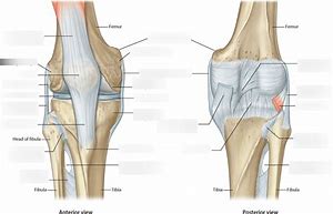 Image result for Posterior Knee Joint