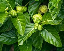 Image result for Noni Morinda Citrifolia