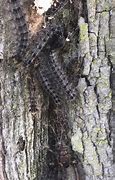 Image result for Gypsy Moth Invasive Species