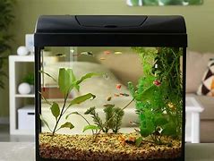 Image result for Xin You Aquarium