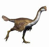 Image result for Ornithodesmus