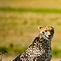 Image result for Cheetahs in the Wild