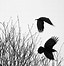 Image result for Raven Flying Drawing