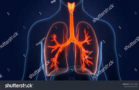 Image result for Asthma and COPD 3D Figures