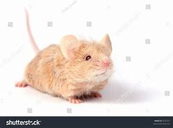 Image result for Texel Mouse