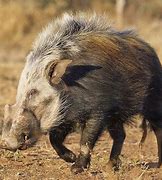 Image result for Bushpig