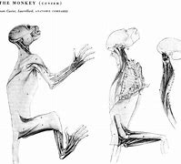 Image result for Monkey Anatomy Diagram