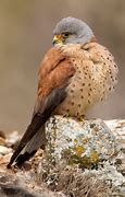 Image result for Kestrel Falcon Hawk