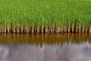 Image result for Rice Paddy Reflection