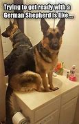 Image result for Funny German Shepherd