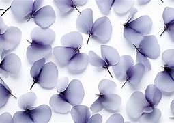 Image result for Flowerr Petal Pattern