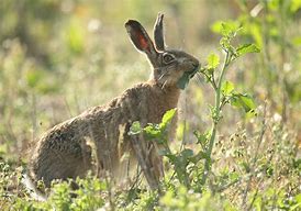 Image result for Hare Eating