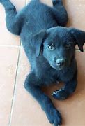 Image result for Black N White Doggo