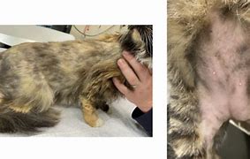 Image result for Feline Skin Disease