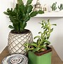 Image result for Unique Indoor Plant Pots