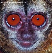 Image result for Panamanian Night Monkey