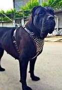 Image result for Gladiator Dog