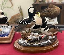 Image result for Standing Hooded Merganser