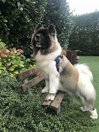 Image result for Long Hair Akita