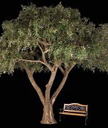 Image result for Olive Tree Marzilla