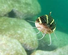 Image result for African Fish with Whisker