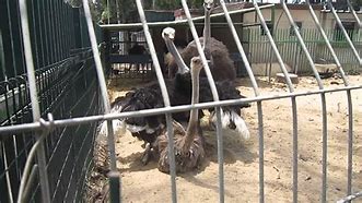 Image result for Ostrichmating