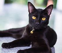 Image result for Black Cat Breeds