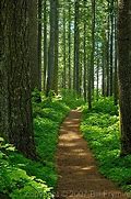 Image result for Forest Walk Path