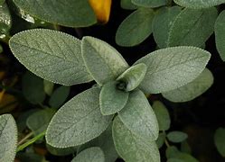 Image result for Sage Green Nature