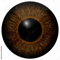 Image result for Dark Brown Eye Texture