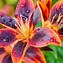 Image result for Wild Lily