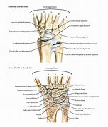 Image result for Interosseous Ligament