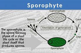 Image result for A Diploid Sporophyte