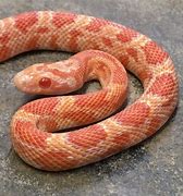 Image result for Gold Dust Corn Snake