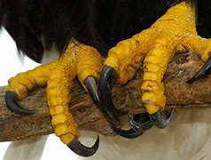 Image result for Birds of Prey Talons