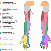 Image result for Upper Extremity Innervation Chart