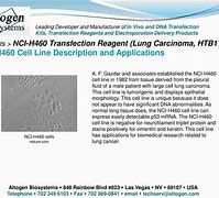 Image result for NCI-H460