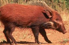 Image result for African Bushpig