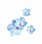 Image result for Aesthetic Blue Flowers PNG