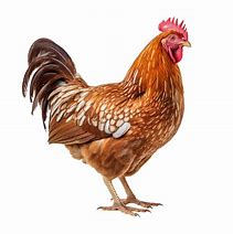 Image result for Chicken Joy Design PNG