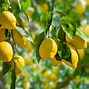 Image result for Lemon Groth by Country