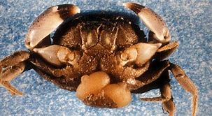 Image result for Crabs Skin Disease