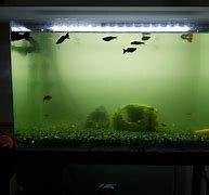 Image result for Dirty Fish Tank