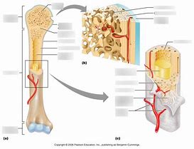 Image result for Long Skinny Bone Identifacation